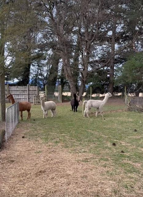 Alpacas at Kowai
