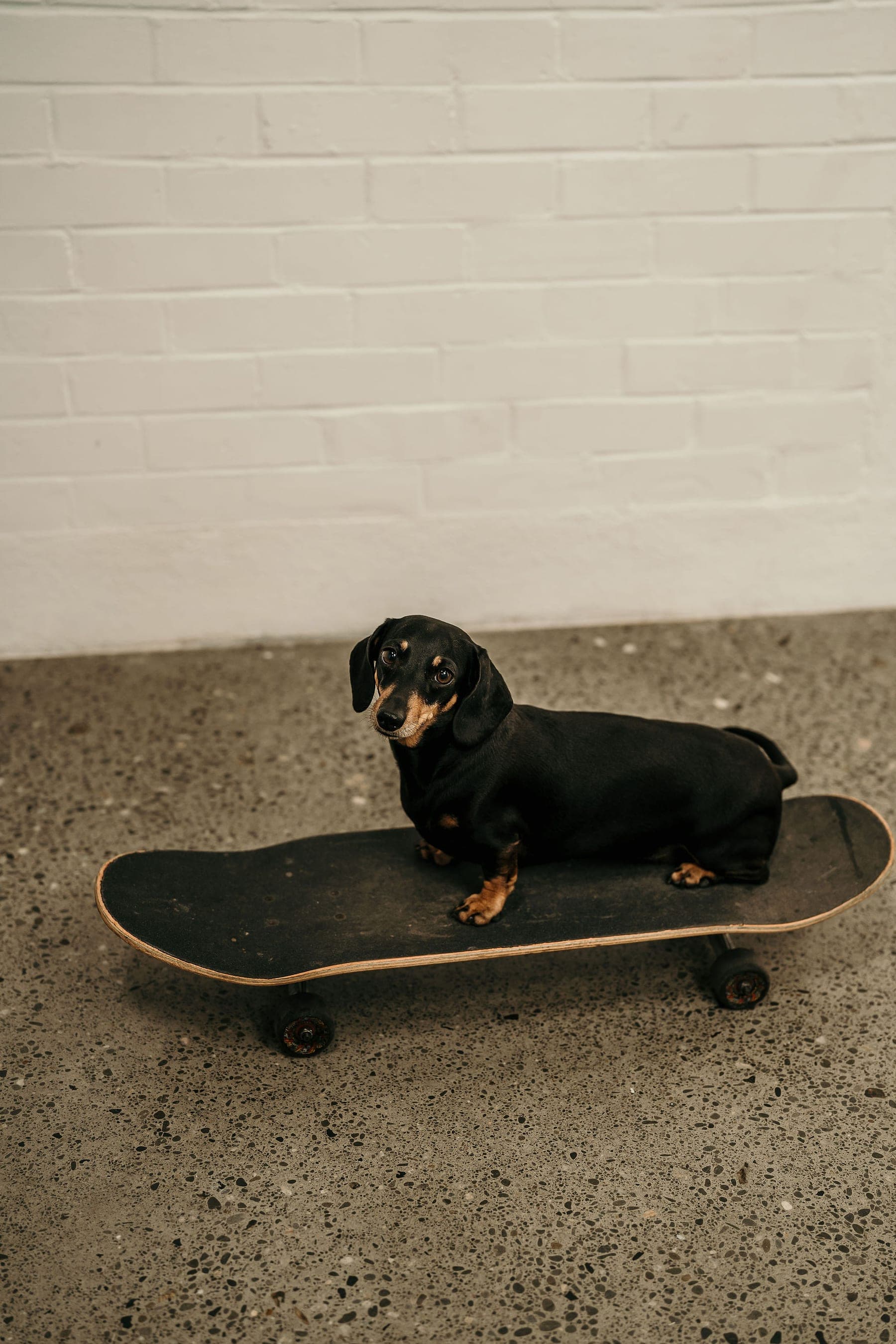 Beanie the miniature dachshund on a skateboard