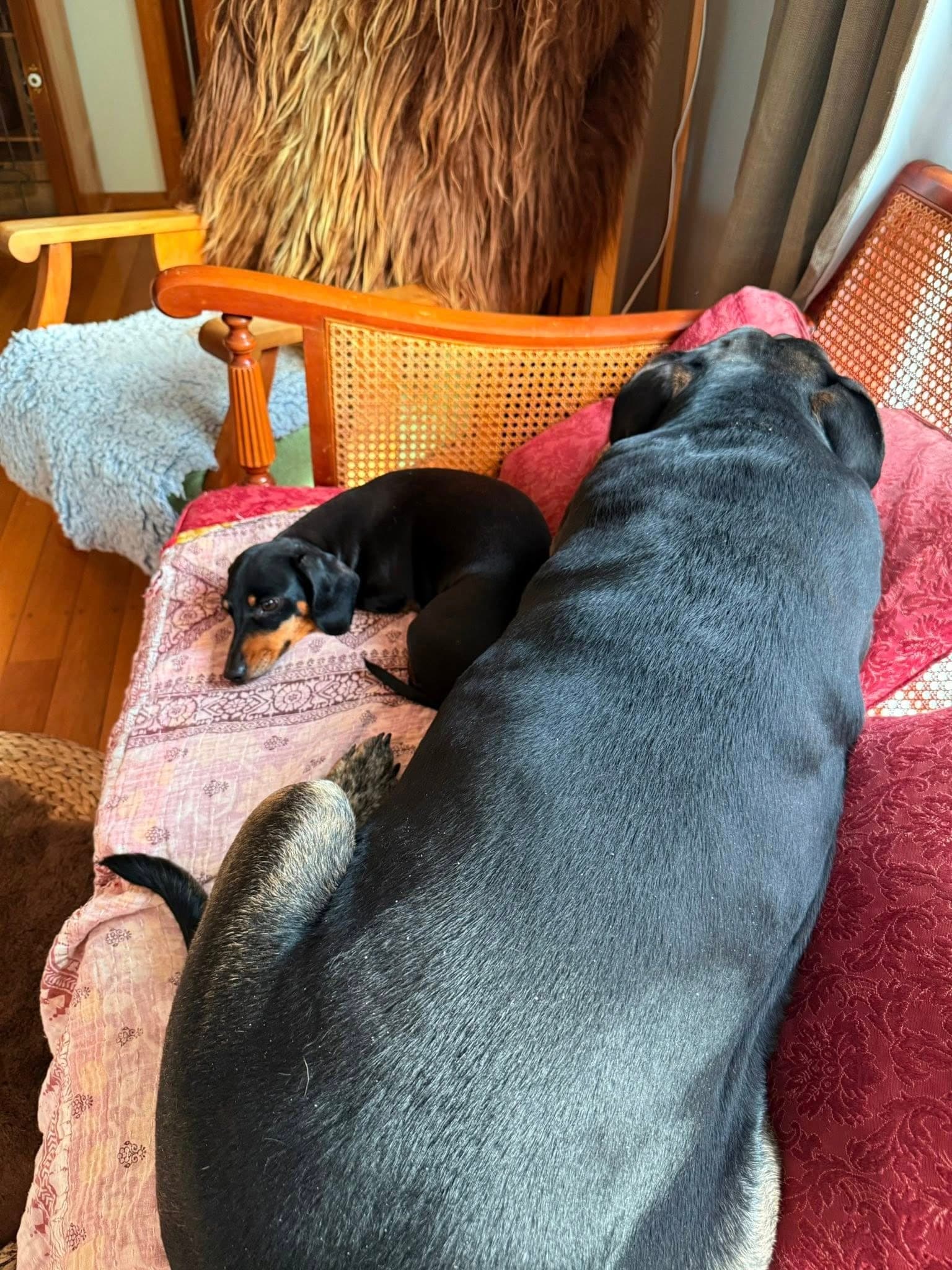 Beanie and her favourite bear