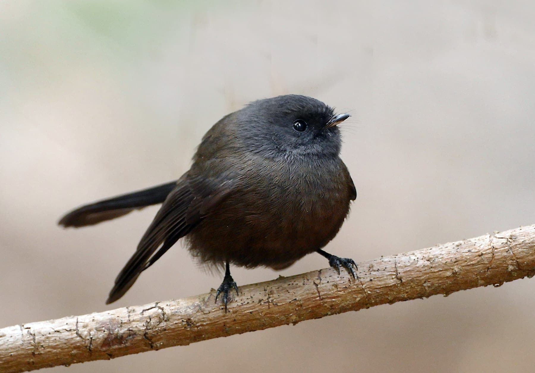 NZ Fantail
