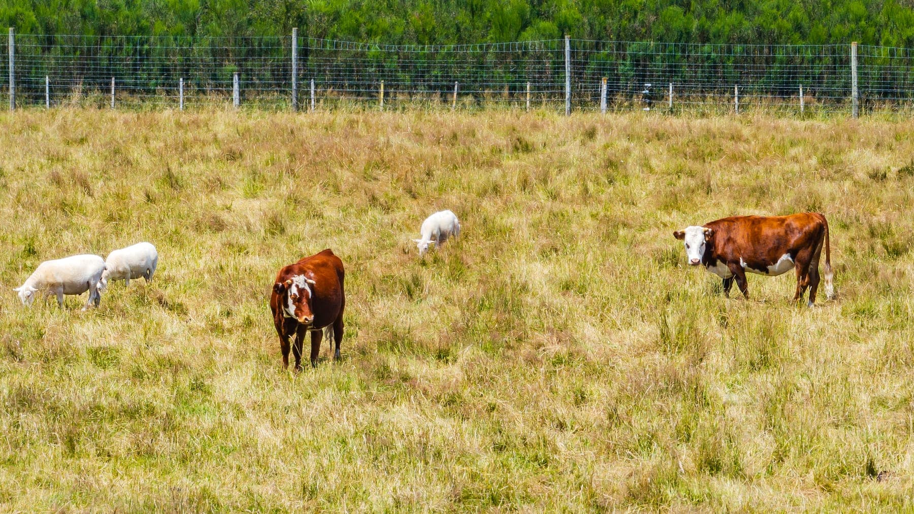 Cows and sheep grazing in the paddock