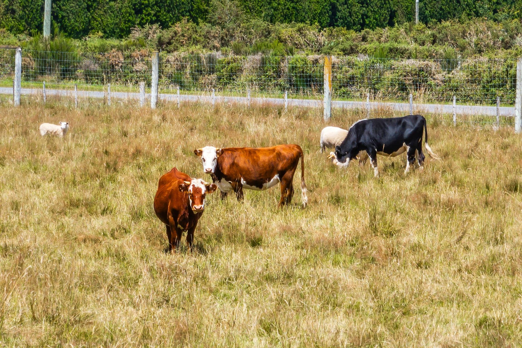 Hereford cattle at Kowai