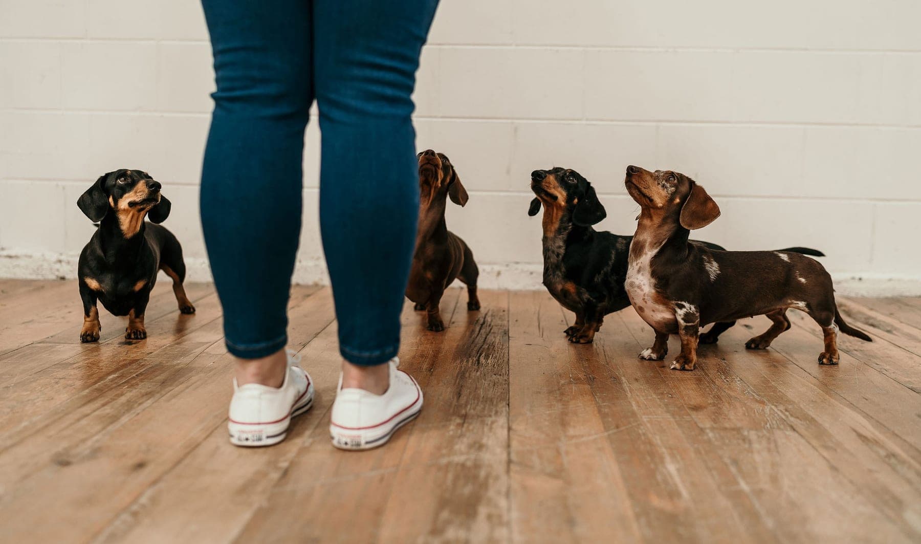 Four miniature dachshunds looking up at their owner at Kowai Farmstay