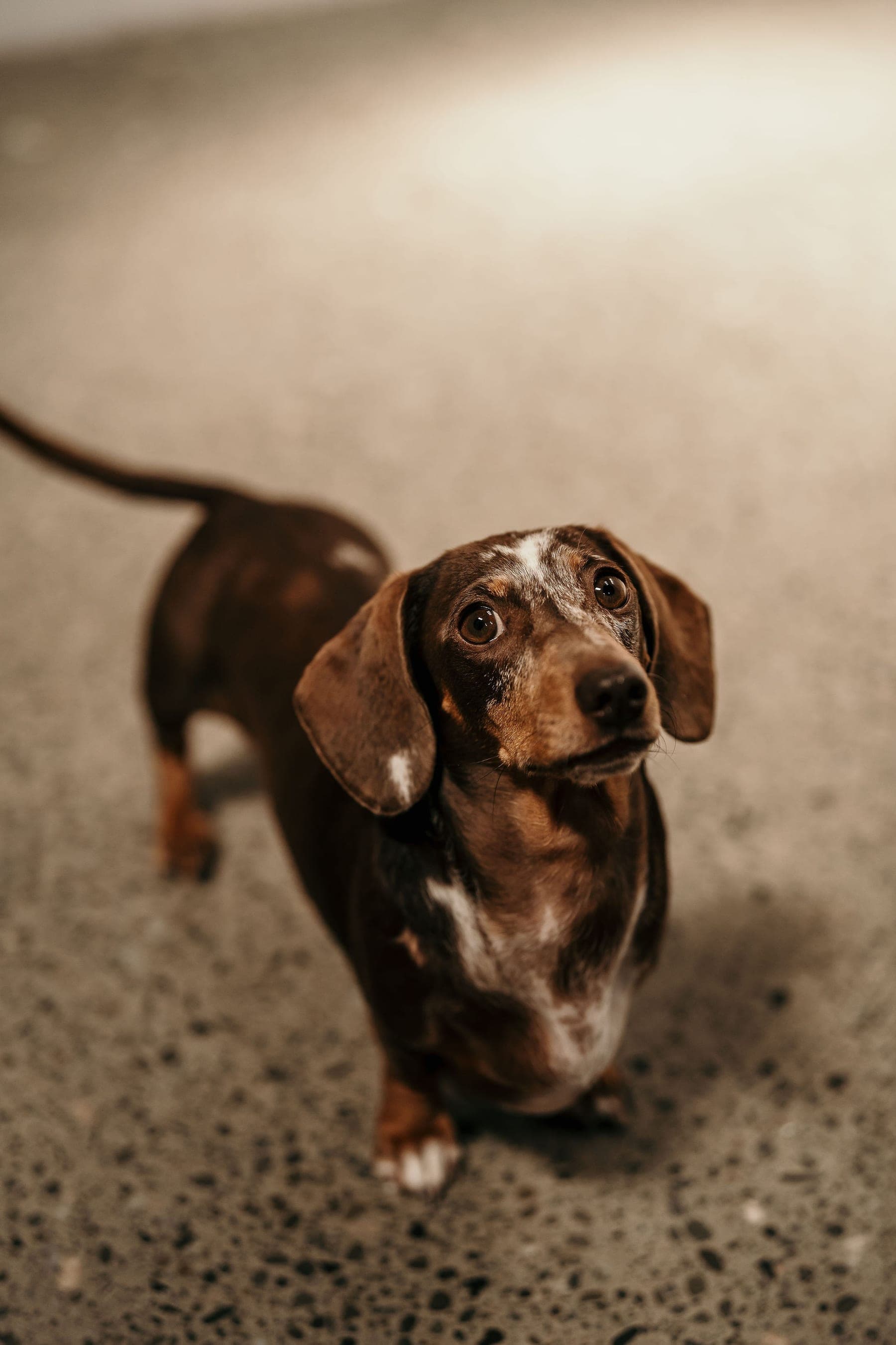 Ellie-Mae the miniature dachshund