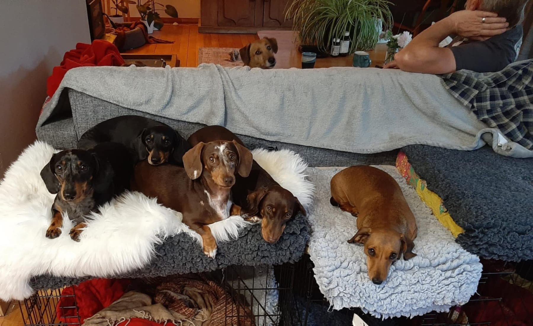 The fur kids