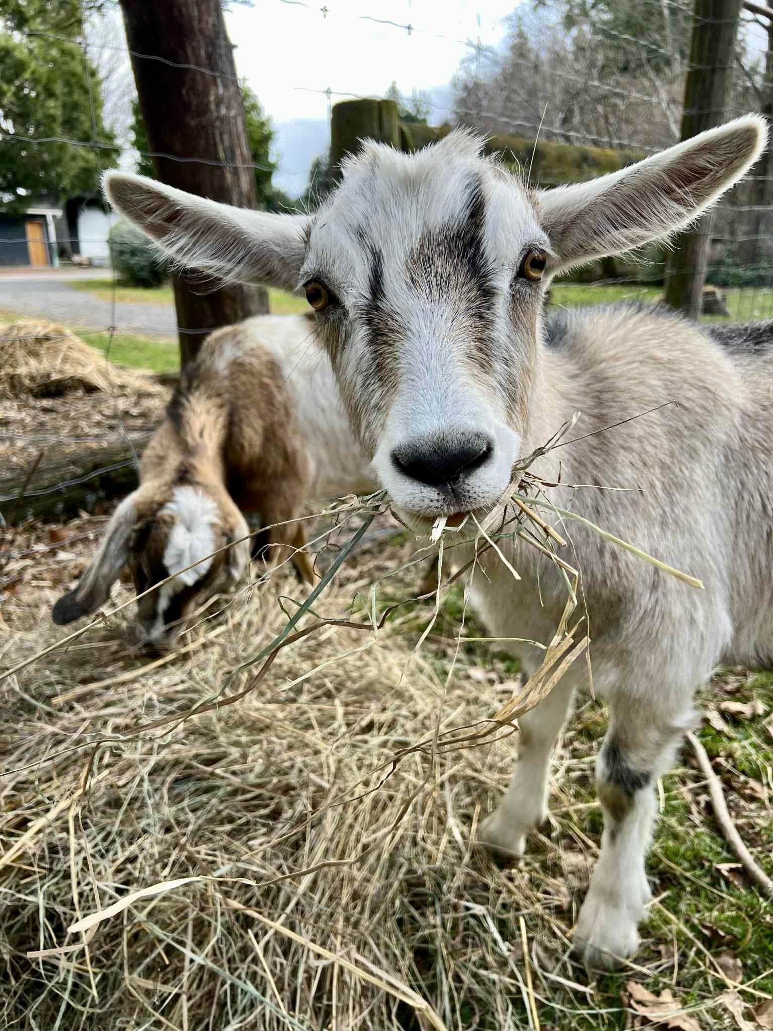 Goats grazing under the trees