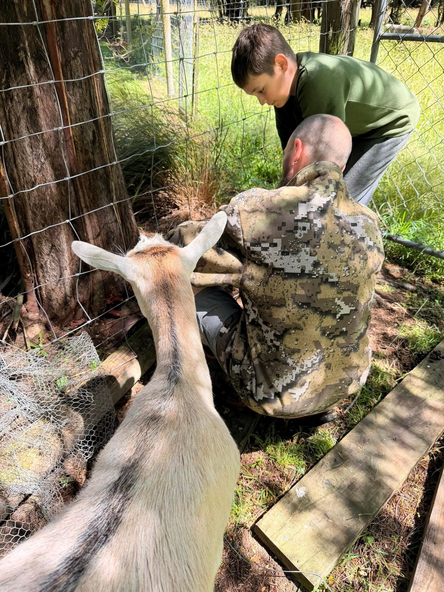 Goats at Kowai