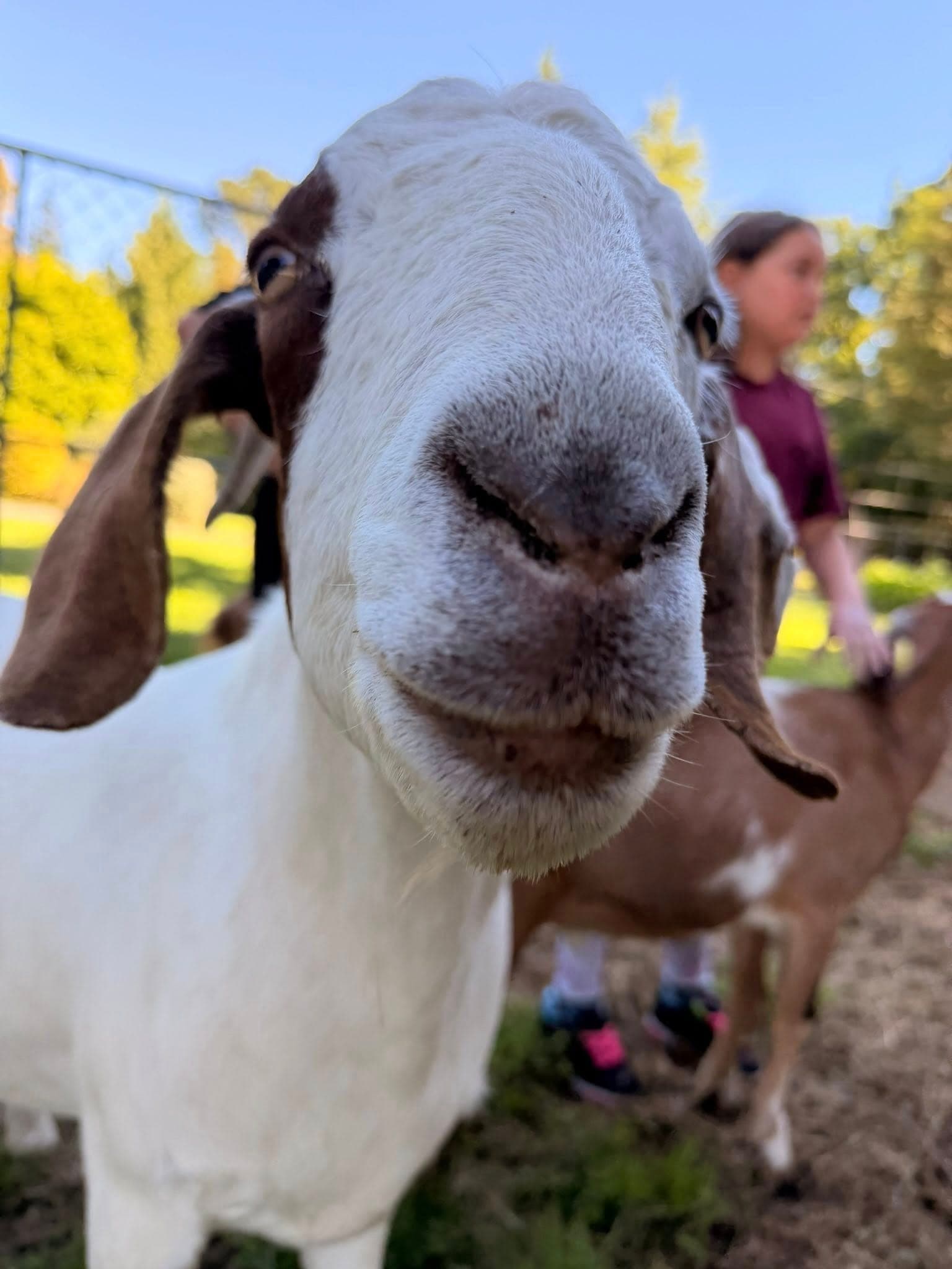 Goats enjoying the farm