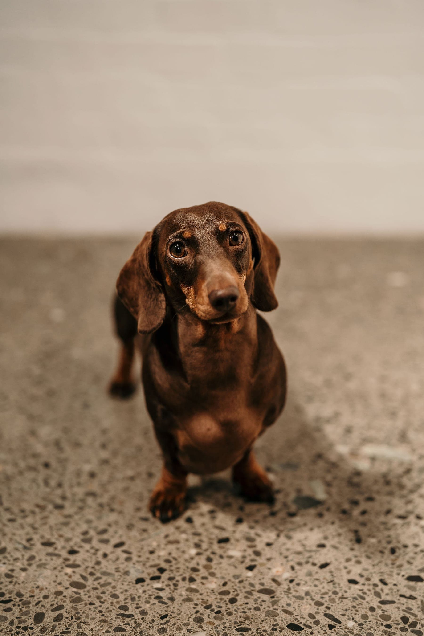 Kali the miniature dachshund