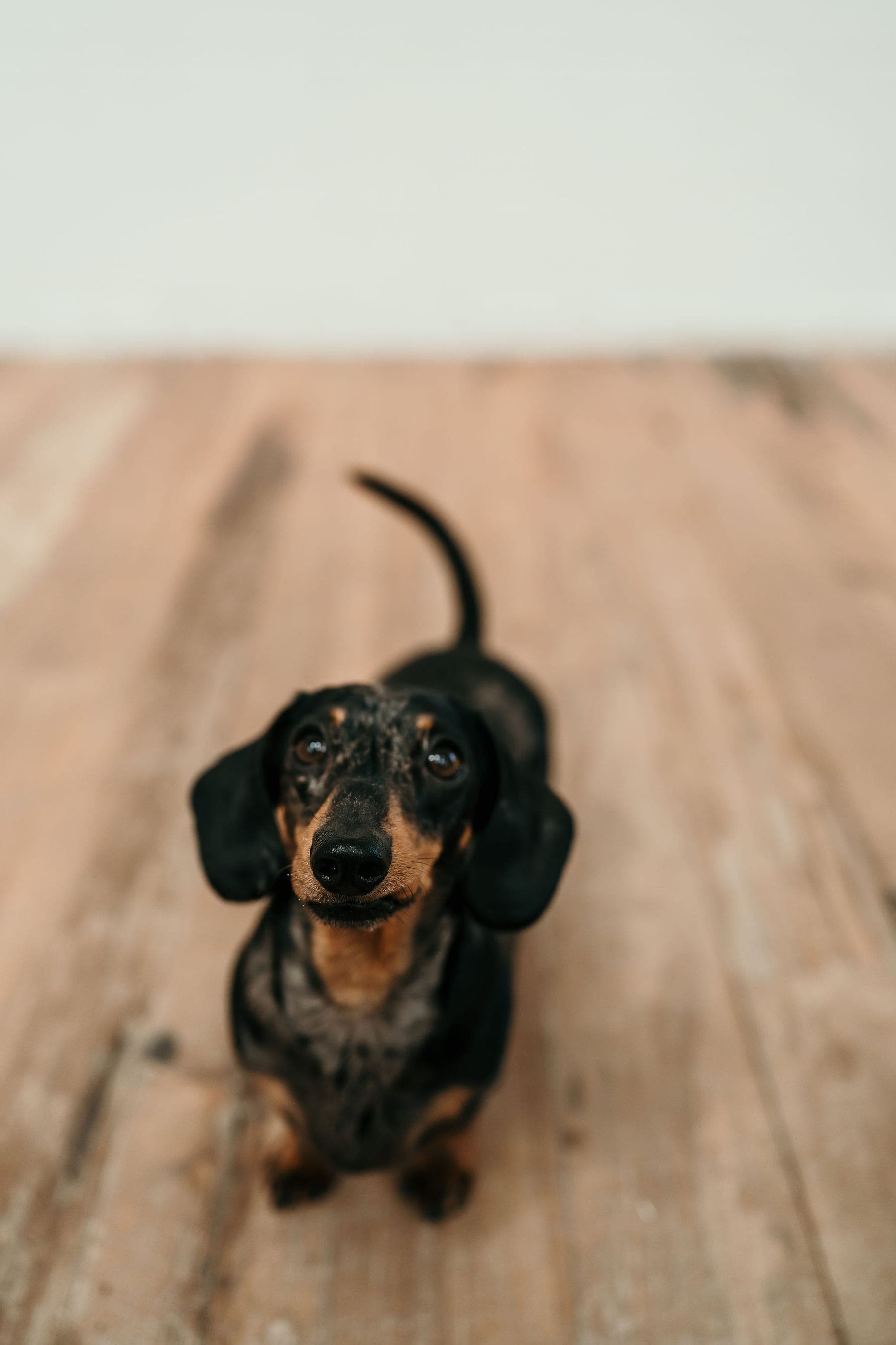 Lump the miniature dachshund