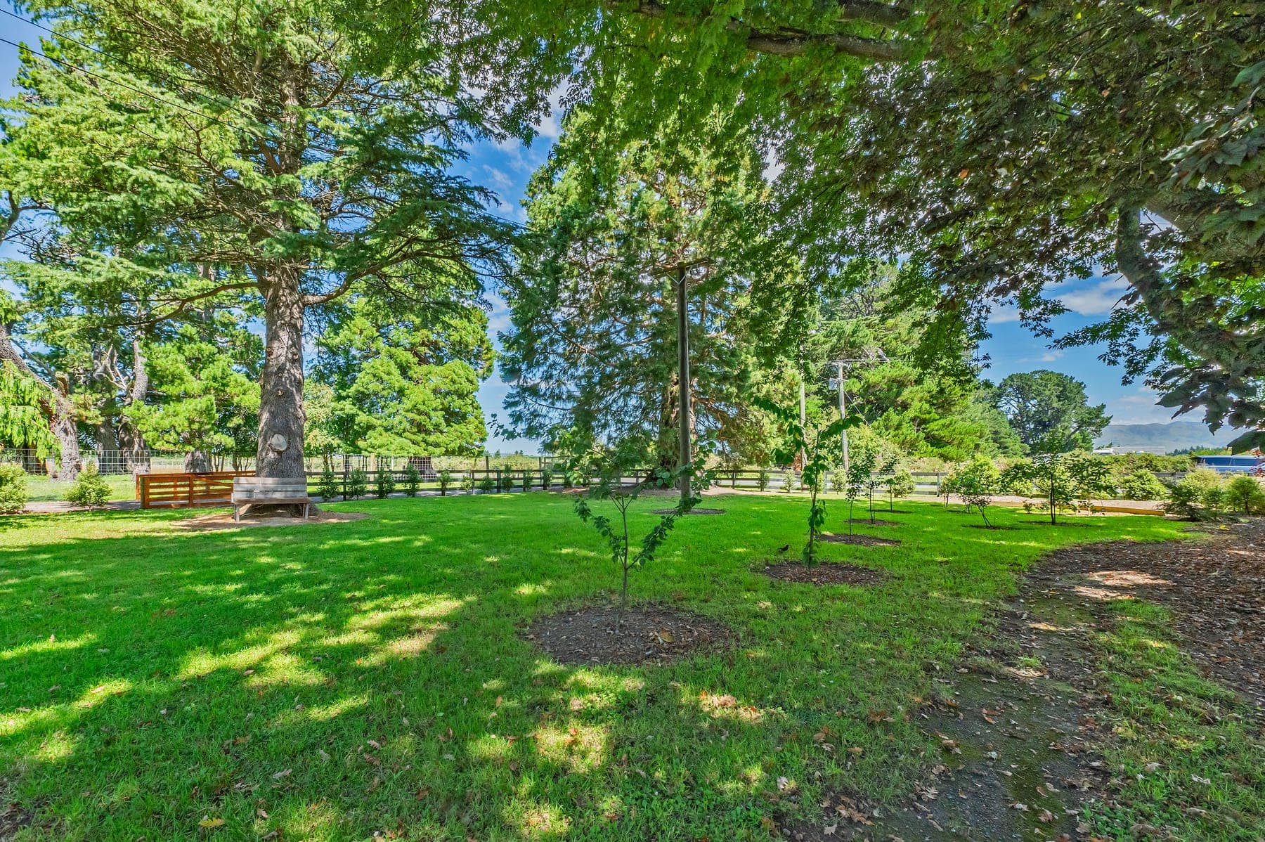 Ancient tree on the Kowai property