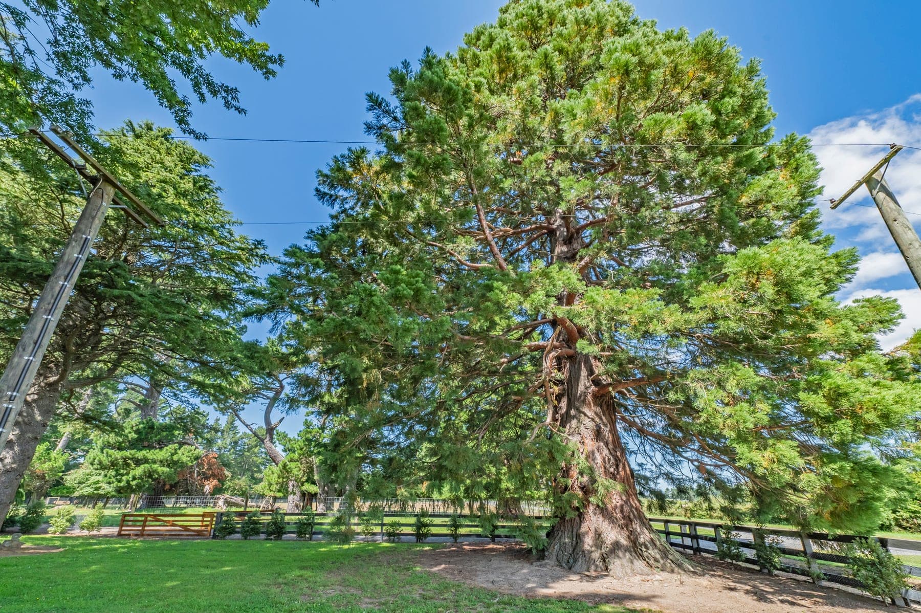 Open lawn under mature trees