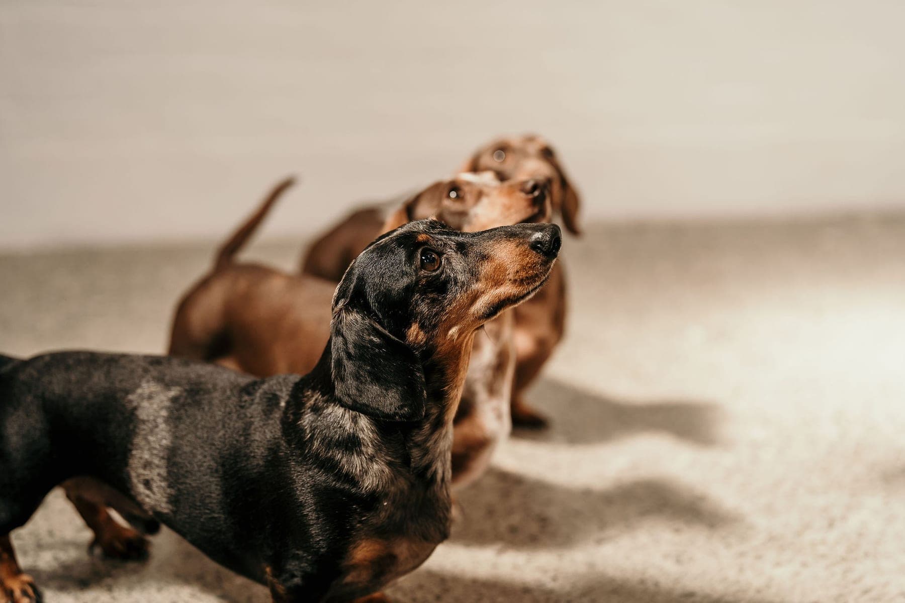 Two dachshunds from the pack