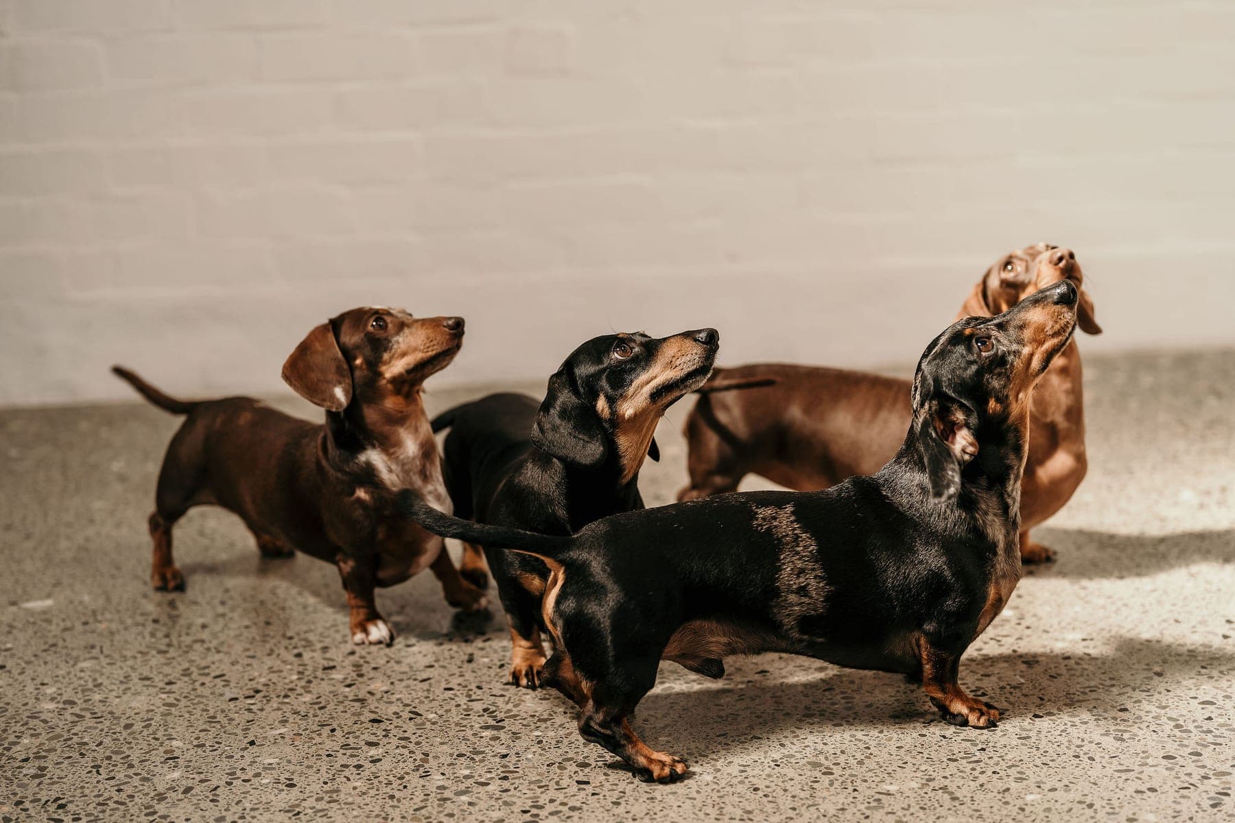 The miniature dachshund pack at Kowai
