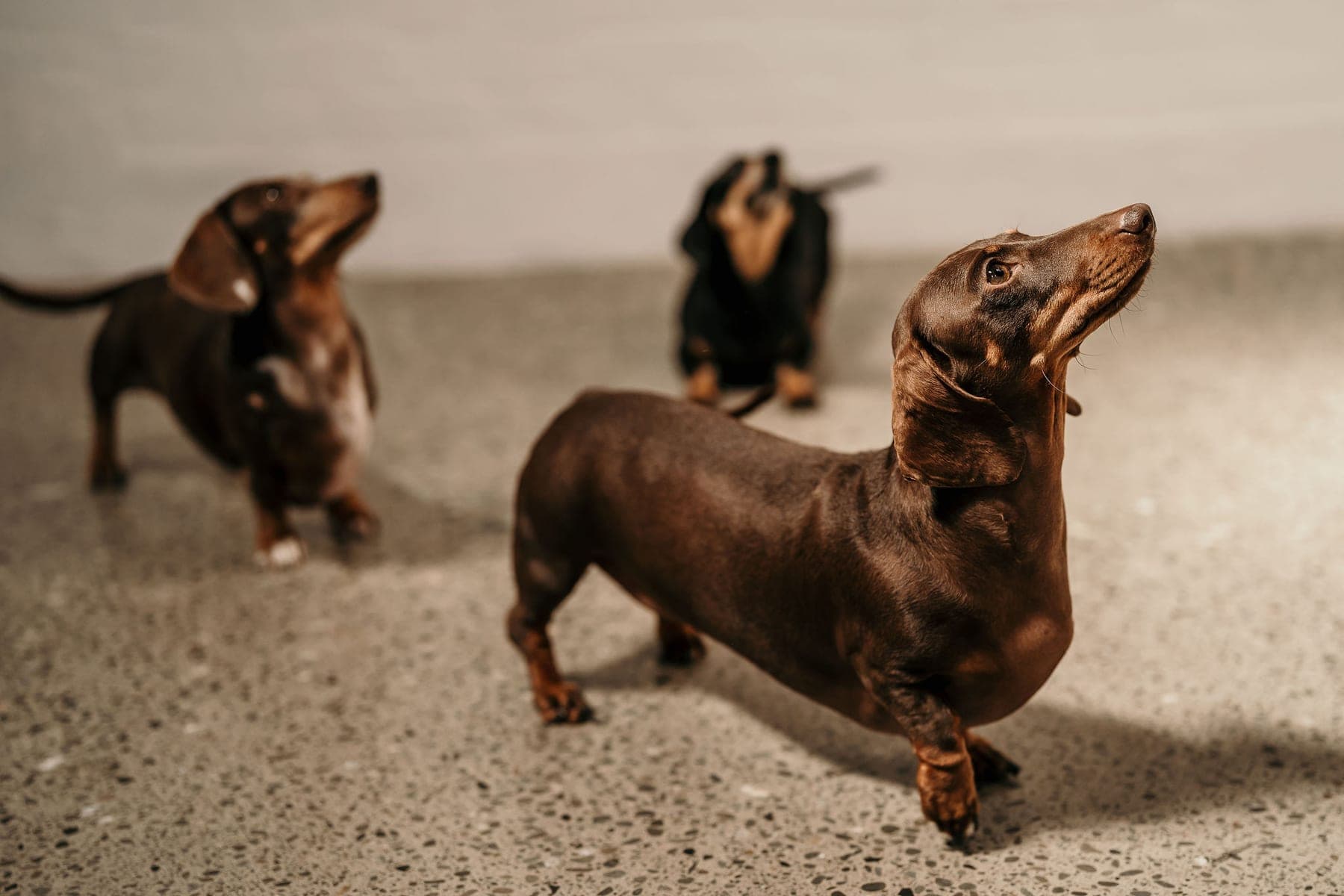 Dachshunds looking up
