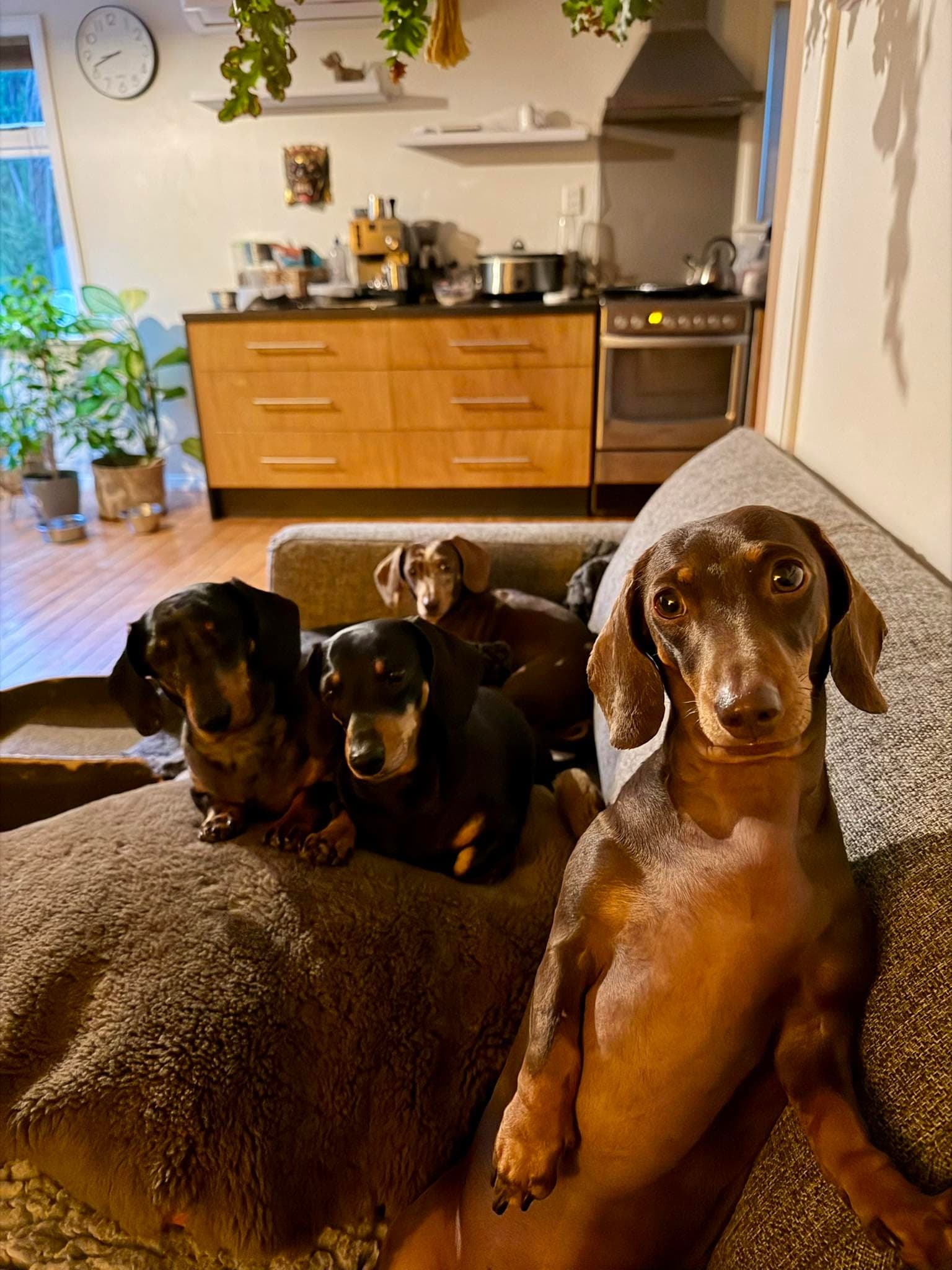 The whole pack