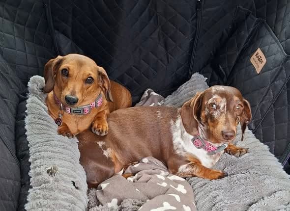 Peanut and Peekaboo at Kowai Boarding