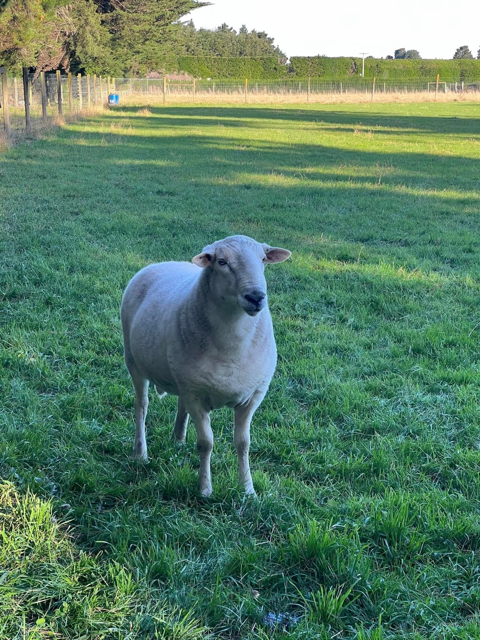 Sheep at Kowai