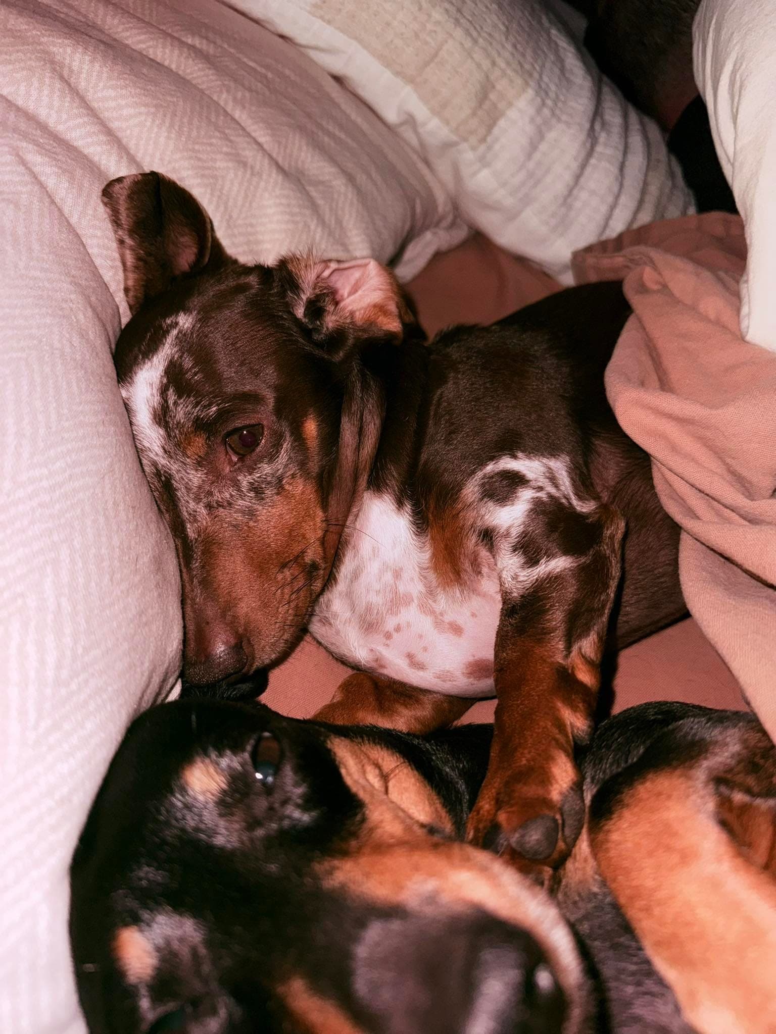 Dogs snoozing together